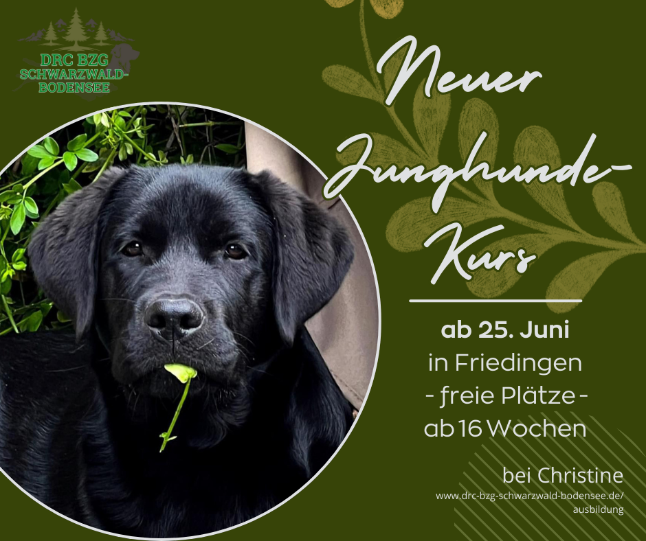 NeuerJunghundeKurs0525